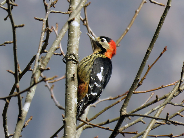 Crimson-breasted Woodpecker by Simon Thompson
